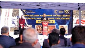 İdil’de 107 bin 850 kilogram kırmızı mercimek tohumu dağıtıldı