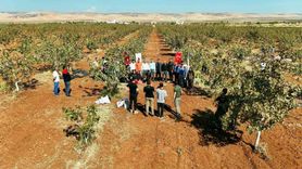 İdil'de Fıstık Hasadı Başladı