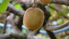 İran Kivisi Piyasayı Baskılıyor: Trabzon Üreticileri Hasatta