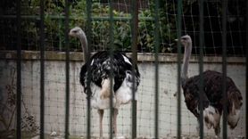 İspanya’da kuş gribi önlemi: Yüksek riskli bölgelerde kümes hayvanları kapalı tutulacak