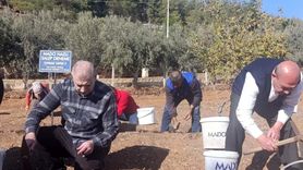 Kahramanmaraş'ta endemik salep bahçelere dikildi — MADO 10 yıl alım garantisi verdi