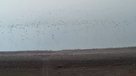 Kars Barajı göçmen kuşların yeni dinlenme noktası