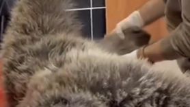 Kars Sarıkamış’ta Yaralı Bozayı Kafkas Rehabilitasyon Merkezi’nde Tedavi Ediliyor