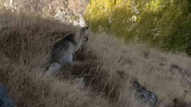 Kars'ta kızıl tilki Kars Kalesi çevresinde yiyecek ararken görüntülendi