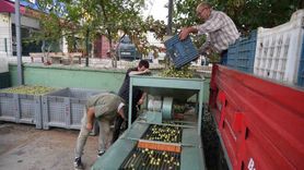 Kazdağları'nda yeşil çizik zeytin sezonu başladı: elek ve renk ayıklama