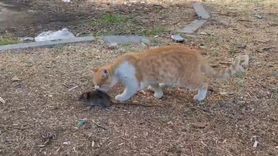 Kedi ve Fare Dostluğu Şaşırtıyor