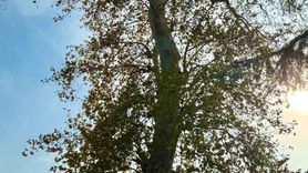 Keşap'ta 6,5 m çapındaki asırlık çınarın koruma talebi