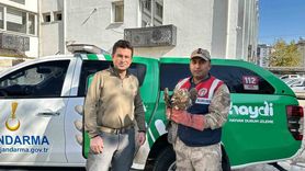 Kilis’te yaralı kızıl şahin koruma altına alındı