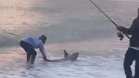 Kıyı oltasına takılan kum köpek balığı — Kumköy, Aksu