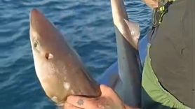 Kıyıköy açıklarında ağlara takılan camgöz canlı olarak denize bırakıldı