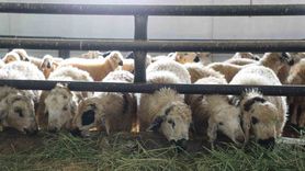 Kovancılar’da yüzde 50 destekle 120 başlık küçükbaş çiftliği açıldı