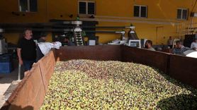 Kozan'da zeytinden yağ üretimi başladı: Rekolte geriledi