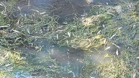 Kuraklık ve Kirlilik Balıkları Tehdit Ediyor