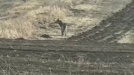 Kurtların yerleşimlere yaklaşması: Uzman Yıldız'tan uyarı