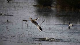 Kuş Cenneti’nde sonbahar: Kızılırmak Deltası altın sarıya büründü