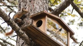 Kütahya Belediyesi'nden kış desteği: sincap ve kuşlar için yemlik uygulaması