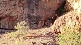 Malatya Arapgir'de Sürü Halinde Yaban Keçileri Görüntülendi