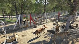 Manisa’da Saruhanlı ve Sarıgöl’de sahipsiz köpeklerin toplanıp bakımı yoğunlaşıyor