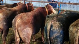 Marmaraereğlisi'nde büyükbaşlara rapel pentavalan şap aşısı uygulandı