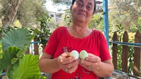 Mavi Yumurtaların Sırrı: Nafile Sürmeli'nin Tavukları