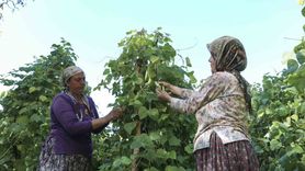 Mersin'de Leklek Fasulyesi tohumları geleceğe taşınıyor