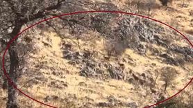 Mirğan Dağı'nda Sürü Halinde Dağ Keçileri