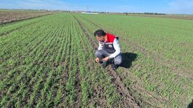 Muratlı'da hububat tarlalarında ekin kambur böceği tespiti