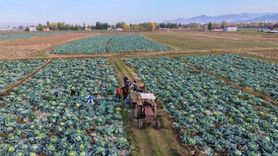Muş Ovası'nda genç gönüllüler lahana hasadına destek oldu