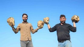 Muş Ovası'nda Şeker Pancarı Hasadı Devam Ediyor