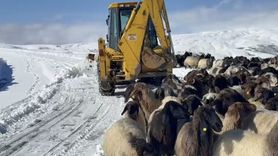 Muş'ta yoğun kar yağışı: 200 koyun ve 5 araç kurtarıldı