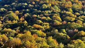 Nebiyan Dağı Sonbahar Renklerine Daldı