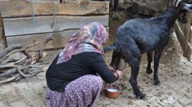 Niğde'nin Doğal Lezzeti: Keçi Sütü Yoğurdu