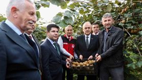 Ordu'da tescilli kivi hasadı başladı: 520 milyon TL katkı hedefi