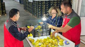 Ortaca'da ihracat ürünlerine Bitki Sağlık Sertifikası verildi