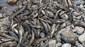 Osmaniye Barajında Balık Ölümleri