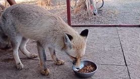 Ovacık’ta tilkiyle samimi karşılaşma Enes Duman’ı ve çevredekileri güldürdü
