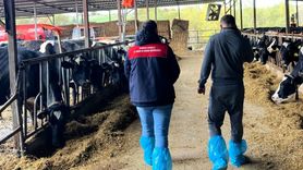 Pınarhisar'da ari hayvancılık işletmeleri denetlendi