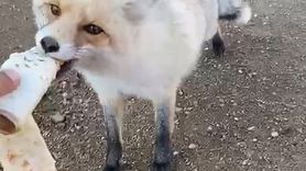 Pomza Ocağının Maskotu: 3 Yıllık Tilki Dostluğu