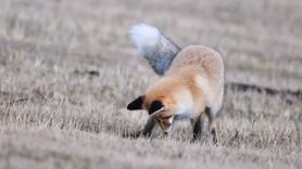 Posof'ta kızıl tilkinin fare avı kamerada