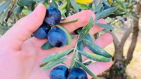 Salihli'de zeytin dal kanseri uyarısı üreticilere çağrı