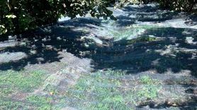 Samsun'da 63 yatırımcıya fındık hasat filesi hibesi