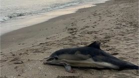 Samsun Güzelyalı sahilinde kıyıya vurmuş yunus bulundu