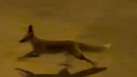 Şanlıurfa'da Kent Merkezine İnen Aç Tilki