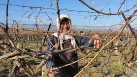 Sarıgöl'de bağ budama yevmiyesi 1500 lira olarak belirlendi