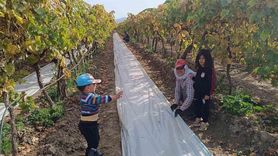 Sarıgöl'de örtü toplama işleri yoğunlaştı