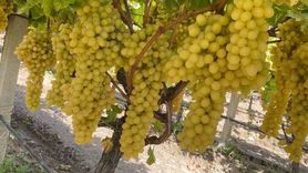 Sarıgöl’de üzüm fiyatları düştü: Bağlarda 50 bin ton alıcı bekliyor