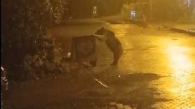 Sarıkamış'ta kış uykusunu unutan bozayı mahalleye indi