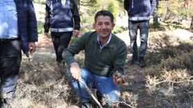 Sedir Mantarı: Japonların Gözdesi ve Yerel Ekonominin Yükselen Değeri