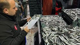 Sinop Güzelkent Limanı'nda hamsi denetimleri 7 gün 24 saat devam ediyor