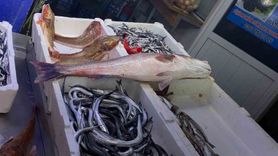 Sinop'ta oltayla yakalanan 6 kiloluk deniz levreği 9 bin liraya satıldı